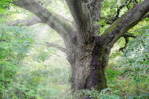 The Klopstock oak is a natural monument in the Schaalsee biosphere reserve and is located at the entrance to the Stintenburg Island. It is dedicated to the great German poet Friedrich G. Klopstock.