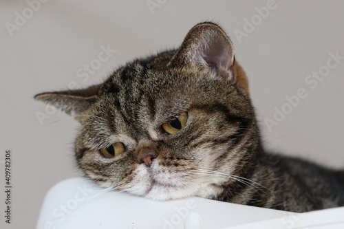 呆れた表情で見下ろす猫アメリカンショートヘアブラウンタビー A cat American Shorthair Brown Tabby looking down with a stunned look.