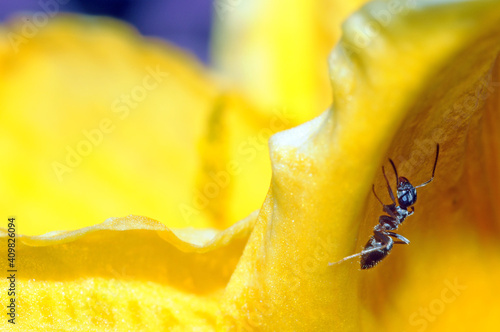 zdjęcie makro mrówki szukającej pożywienia