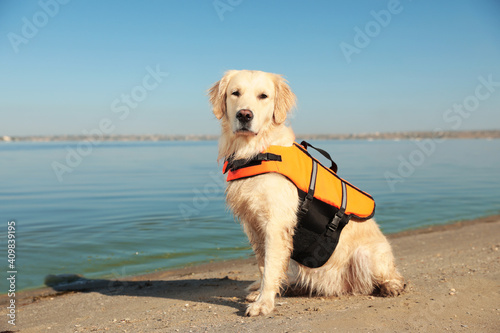 Dog rescuer in life vest on beach near river