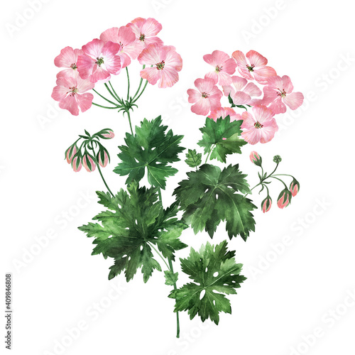 Watercolor illustration with inflorescences, flowers, buds and leaves of the geranium plant 