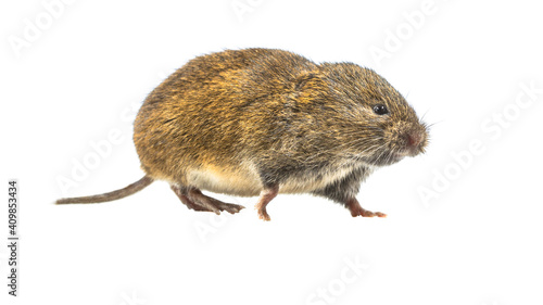 Side view Field vole on white background
