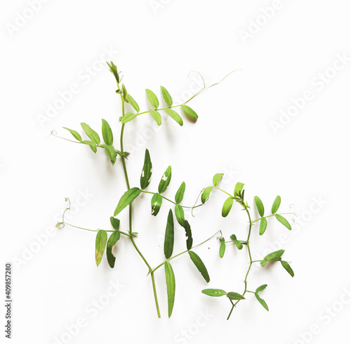 Kompozycja roślinna ziele gałązka