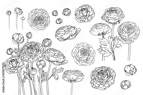 Flowers vector line drawing. Ranunculus drawn by a black line on a white background.