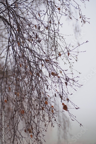 Gałęzi w zimną mglistą pogodę 