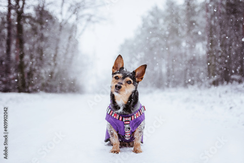 Black dog mutt in clothes in winter wonderland. Czarny pies kundelek w ubranku i zima.