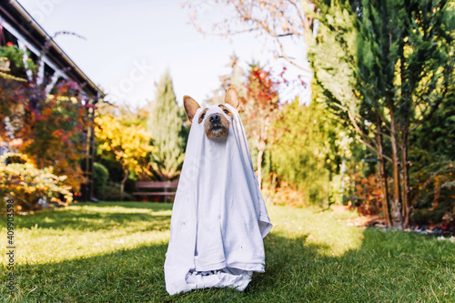 Black small dog mutt in ghost costume for Halloween. Mały pies kundelek w stroju ducha na Halloween.