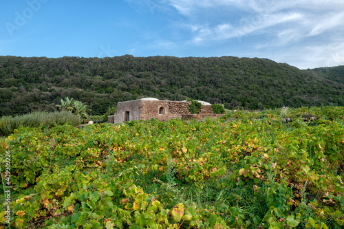 Pantelleria, Trapani province, Sicily, Italy, Europe, Coste di Ghirlanda winery in Piana di Ghirlanda, Dammuso typical house of the island