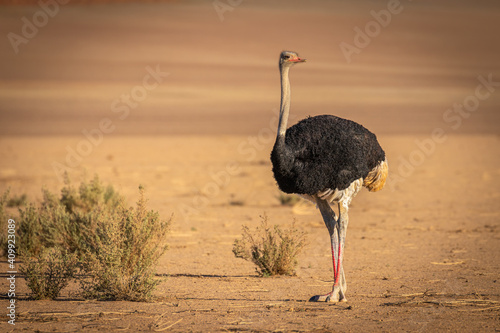 Common ostrich ( Struthio camelus), Sossusvlei, Namibia.
