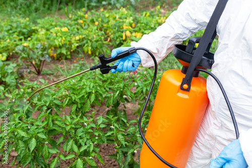 Weed killer herbicide glyphosate spraying. Non-organic vegetables.