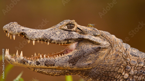 Close-up of yacare caiman, caiman yacare, with open mouth and visible teeth, Pantanal, Brasil. Portrait of threatening wild crocodile resting on riverside with fly sitting on its head.