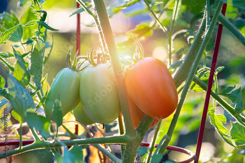 roma tomatoes ripening in the early morning sun