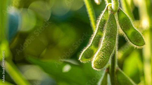 soy plantation with sky on the horizon and macro details