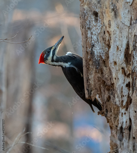 A Pileated Woodpecker in Massachusetts