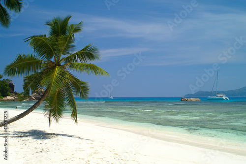 Coconut palm tree on white sandy beach in La Digue, Seychelles Islands