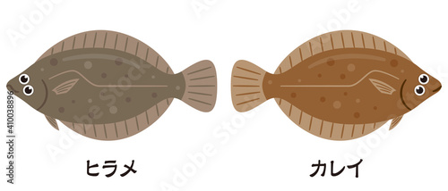 左ヒラメに右カレイ