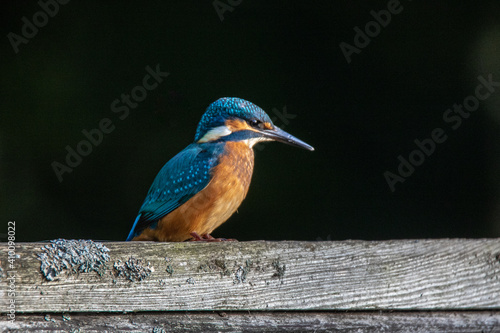 Zimorodek , ptaki polskie , kingfisher