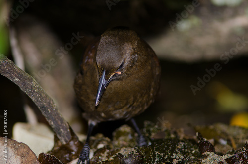 South Island saddleback Philestumus carunculatus searching for food. Immature. Ulva Island. Rakiura National Park. New Zealand.