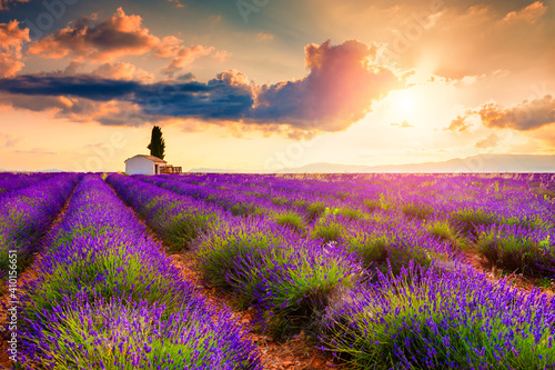 Small house with cypress tree in lavender fields at sunrise near Valensole, Provence, France. Beautiful summer landscape.