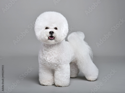 Cute white Bichon Frise