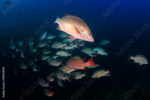 School of Red Snapper with a dark blue ocean backdrop on an Asian coral reef