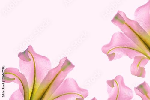 Bright lily flowers isolated on white background.