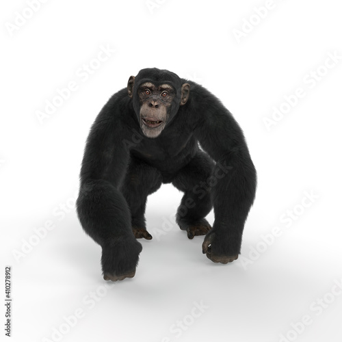 Chimpanzee walking on all fours.