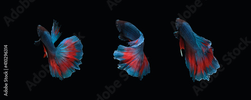Photo collage of blue red halfmoon type of betta splendens siamese fighting fish isolated on black color background. Image photo