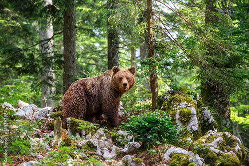 Brown bear - close encounter with a wild brown bear eating in the forest and mountains of the Notranjska region in Slovenia