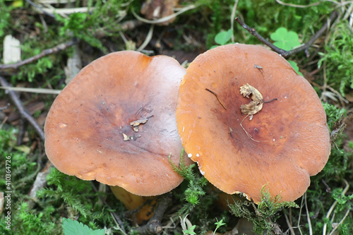 Lactarius volemus (syn. Lactifluus volemus, commonly known as fishy milkcap or weeping milk cap, wild mushroom from Finland