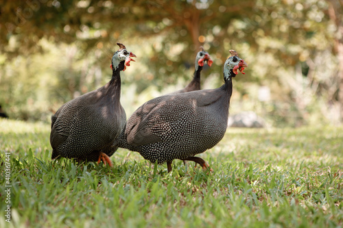 Helmeted guineafowls walks on the grasss in the park