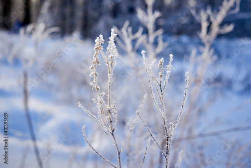 a cold winter day in the forest. the plants are covered with frost