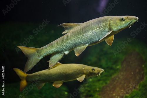 European barbel (Barbus barbus).