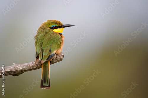 Little bee-eater (merops pusillus) on a branch in Kruger national park in South Africa