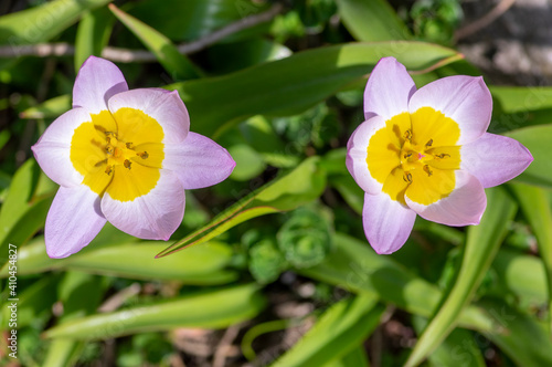 Tulipa saxatilis bright pink yellow flowering cretan tulip flowers, springtime beautiful ornamental rock plants in bloom