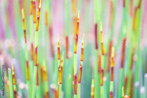 Elegia tectorum - Cape thatch portraits, up close