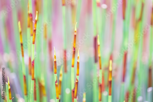 Elegia tectorum - Cape thatch portraits, up close