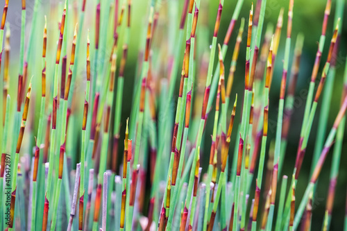 Elegia tectorum - Cape thatch portraits, up close