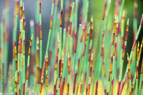 Elegia tectorum - Cape thatch portraits, up close