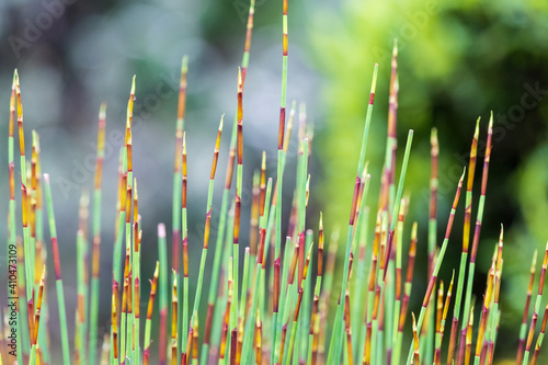 Elegia tectorum - Cape thatch portraits, up close