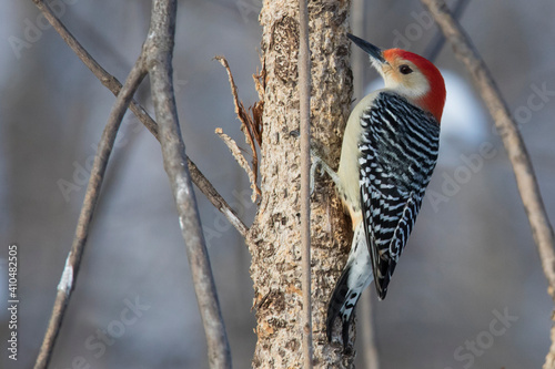  red-bellied woodpecker (Melanerpes carolinus)