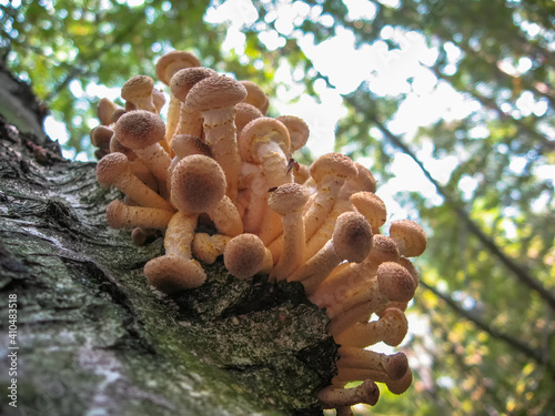 A group of honey mushrooms growing together on a trunk of tree in the forest in sunny day