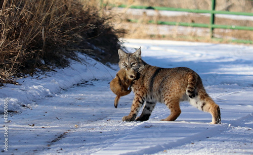 Colorado bobcat with a freshly caught prairie dog 