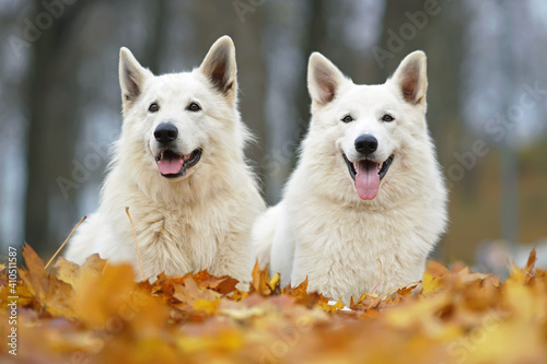 Two happy long-haired White Swiss Shepherd dogs posing outdoors together lying down on fallen maple leaves in autumn