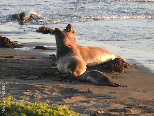 Elephant seals fighting on the sands of the Piedras Blancas Elephant Seal Rookery in San Simeon, California.