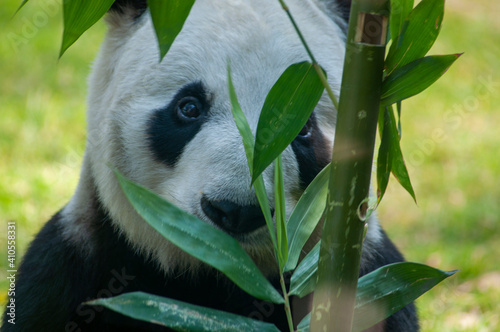 animal, agua, pingüinos, lobo, orangutan, animal acuático, mono, oso, jirafa, mariposa, oso panda, panda, 