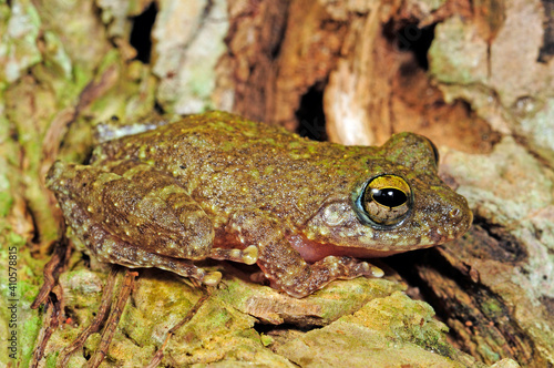 Hollow-snouted Shrub Frog // endemischer Ruderfrosch (Pseudophilautus cf. cavirostris) - Sri Lanka