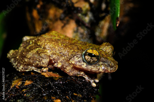 Hollow-snouted Shrub Frog // perfekt getarnter Ruderfrosch (Pseudophilautus cf. cavirostris) - Sri Lanka