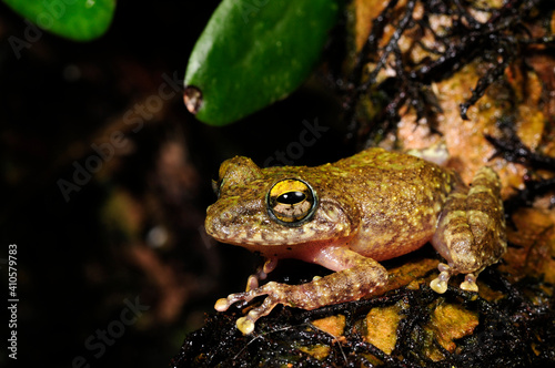 perfekt getarnter Ruderfrosch // Hollow-snouted Shrub Frog (Pseudophilautus cf. cavirostris) - Sri Lanka