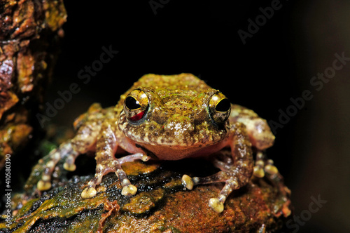 Ruderfrosch // Hollow-snouted Shrub Frog (Pseudophilautus cf. cavirostris) - Sri Lanka